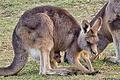 Nachwuchs bei Riesenk&auml;ngurus in der Wilhelma       -  Das kleine K&ouml;pfchen des K&auml;nguru-Babys schaut aus dem Bauch der Mutter heraus